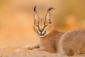 Caracal festival